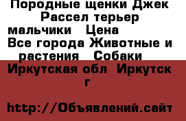 Породные щенки Джек Рассел терьер-мальчики › Цена ­ 40 000 - Все города Животные и растения » Собаки   . Иркутская обл.,Иркутск г.